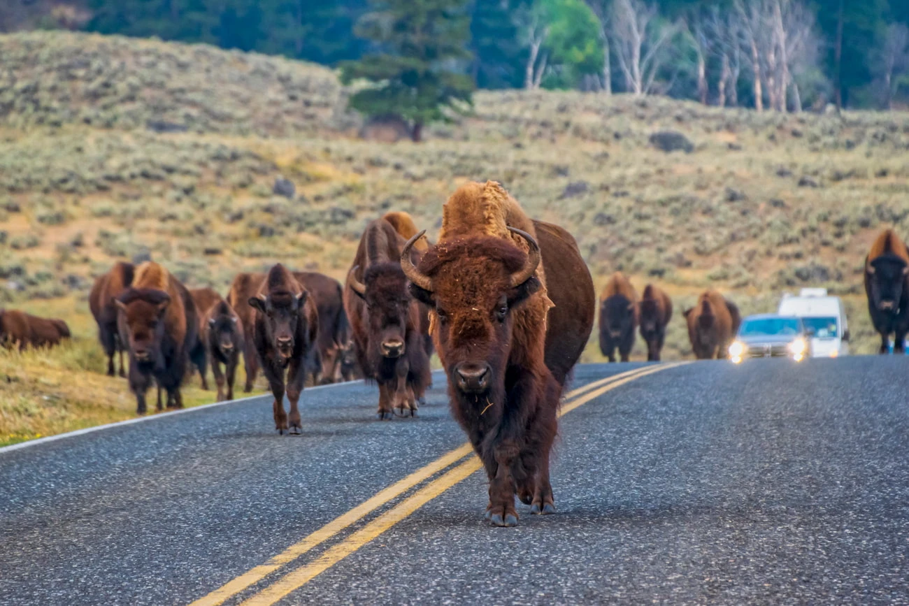 Top Wildlife Experiences in the USA