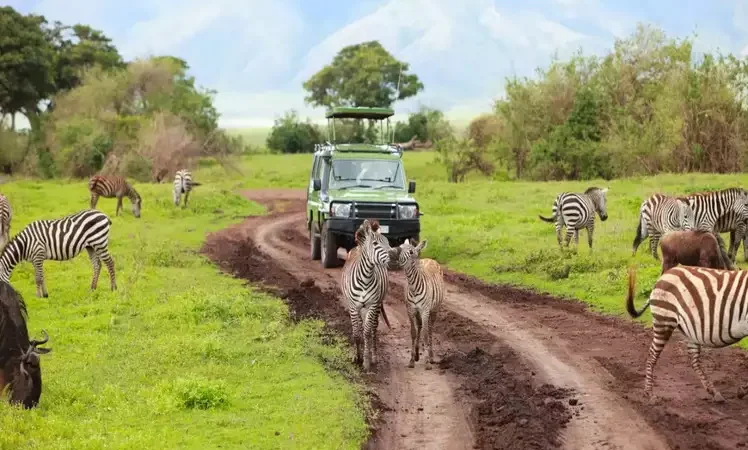 Exploring the Wildlife of Africa