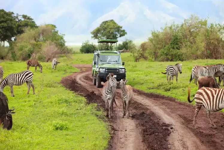 Exploring the Wildlife of Africa