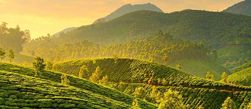 “Discover Munnar: Tea Gardens & Greenery”