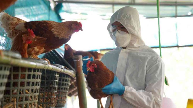 Vaccine Makers’ Shares Rise After US Bird Flu Death”